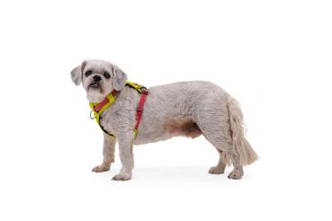 Ruffwear Hi & Light Harness Lichen Green Gr. XXXS